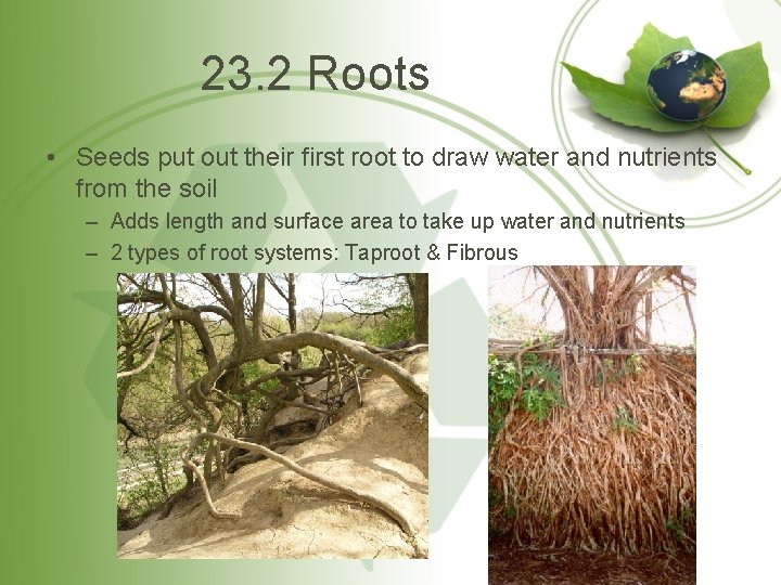 23. 2 Roots • Seeds put out their first root to draw water and