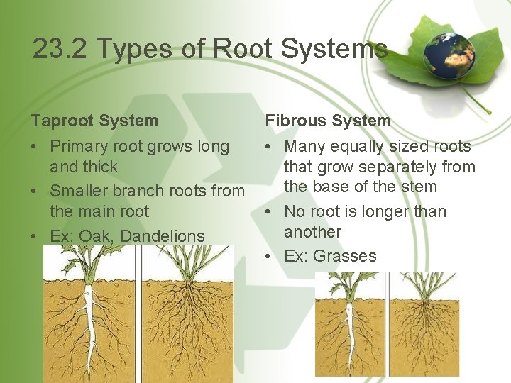 23. 2 Types of Root Systems Taproot System Fibrous System • Primary root grows