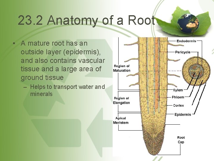 23. 2 Anatomy of a Root • A mature root has an outside layer