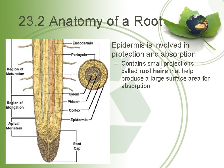23. 2 Anatomy of a Root • Epidermis is involved in protection and absorption
