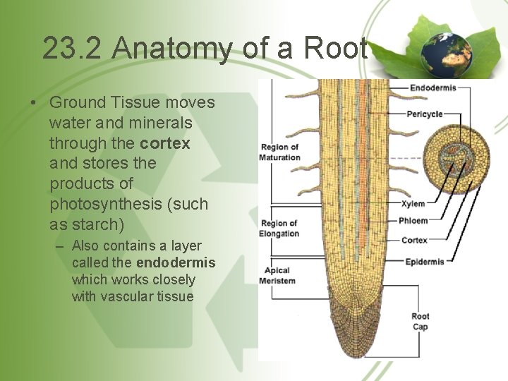 23. 2 Anatomy of a Root • Ground Tissue moves water and minerals through