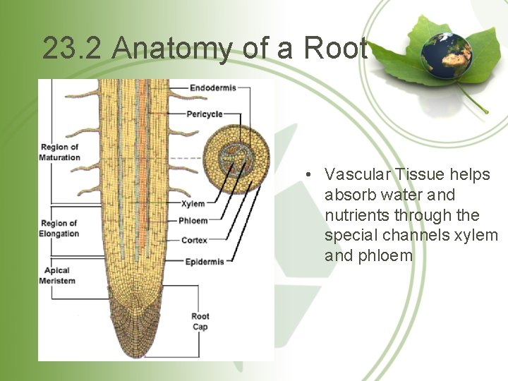 23. 2 Anatomy of a Root • Vascular Tissue helps absorb water and nutrients