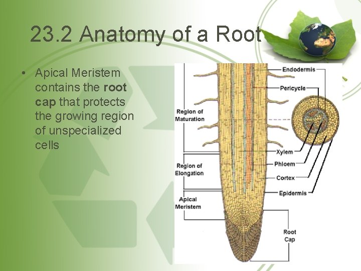 23. 2 Anatomy of a Root • Apical Meristem contains the root cap that