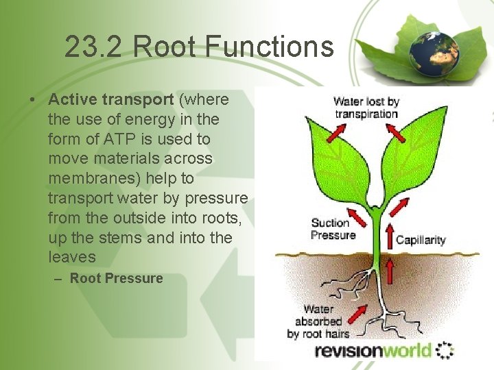 23. 2 Root Functions • Active transport (where the use of energy in the