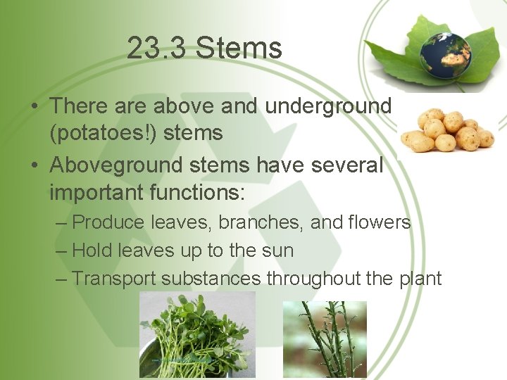 23. 3 Stems • There above and underground (potatoes!) stems • Aboveground stems have