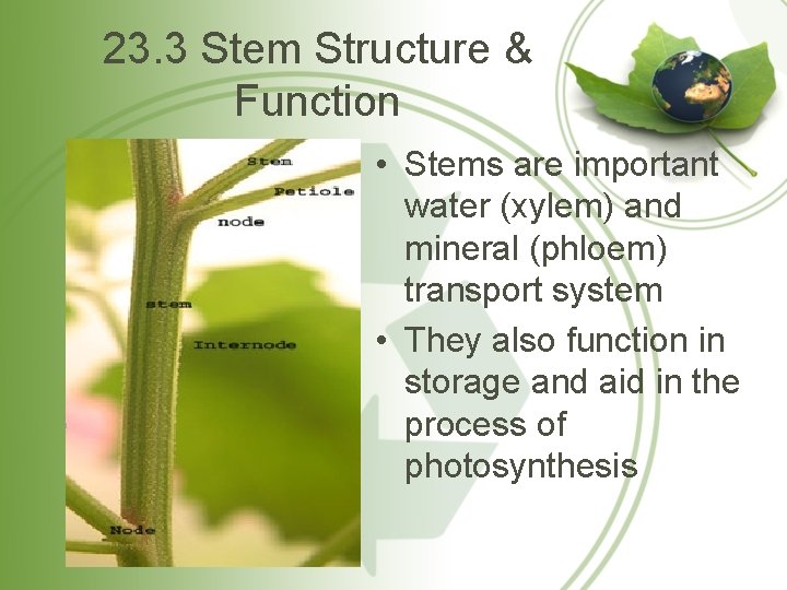 23. 3 Stem Structure & Function • Stems are important water (xylem) and mineral
