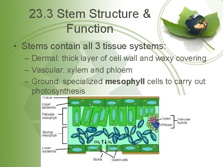 23. 3 Stem Structure & Function • Stems contain all 3 tissue systems: –