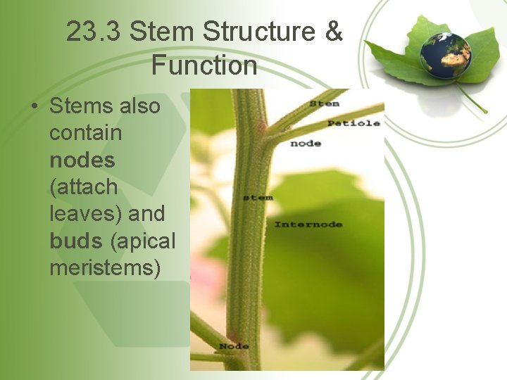 23. 3 Stem Structure & Function • Stems also contain nodes (attach leaves) and