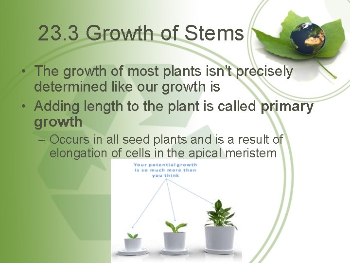 23. 3 Growth of Stems • The growth of most plants isn’t precisely determined