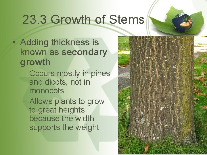 23. 3 Growth of Stems • Adding thickness is known as secondary growth –