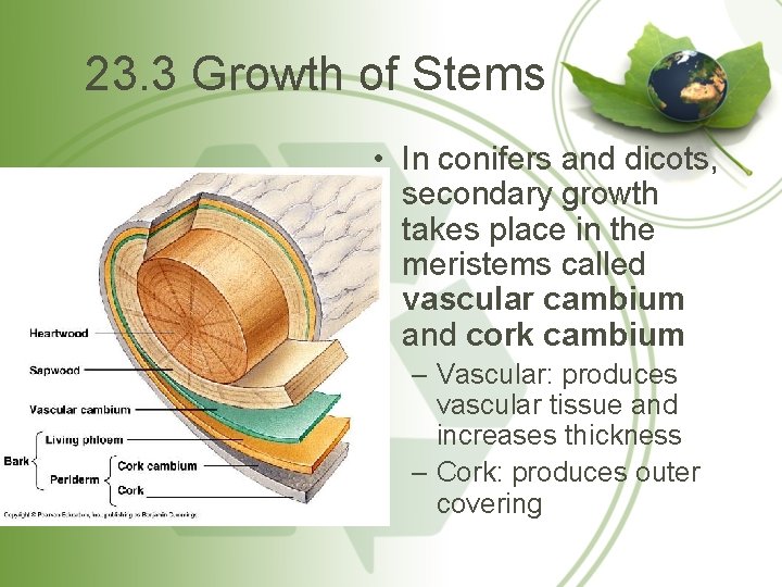 23. 3 Growth of Stems • In conifers and dicots, secondary growth takes place