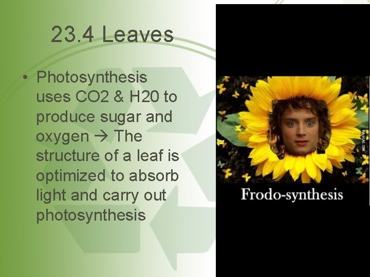 23. 4 Leaves • Photosynthesis uses CO 2 & H 20 to produce sugar