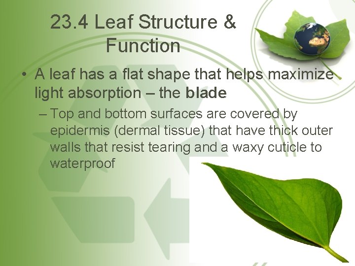 23. 4 Leaf Structure & Function • A leaf has a flat shape that