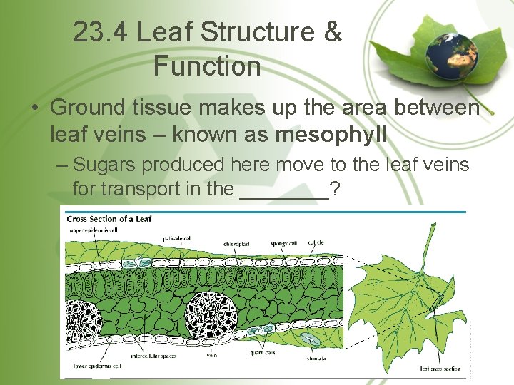 23. 4 Leaf Structure & Function • Ground tissue makes up the area between