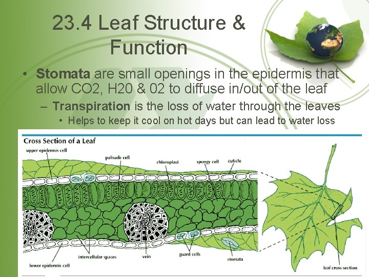 23. 4 Leaf Structure & Function • Stomata are small openings in the epidermis