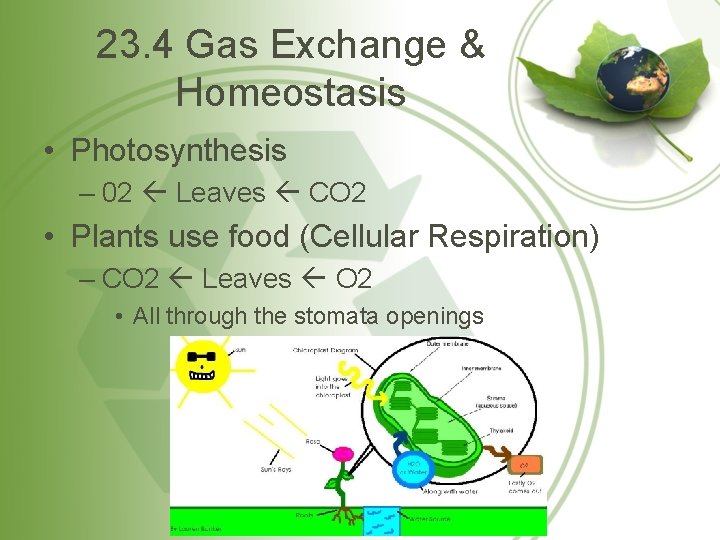 23. 4 Gas Exchange & Homeostasis • Photosynthesis – 02 Leaves CO 2 •