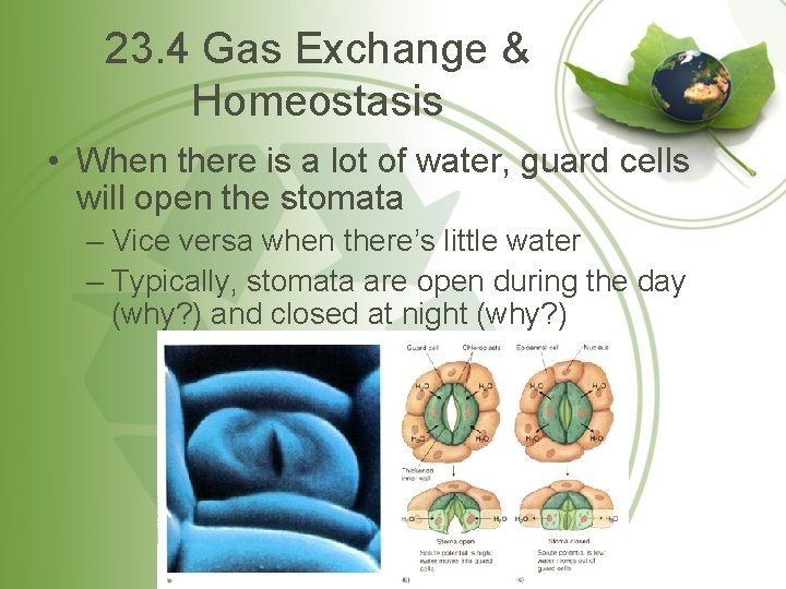 23. 4 Gas Exchange & Homeostasis • When there is a lot of water,