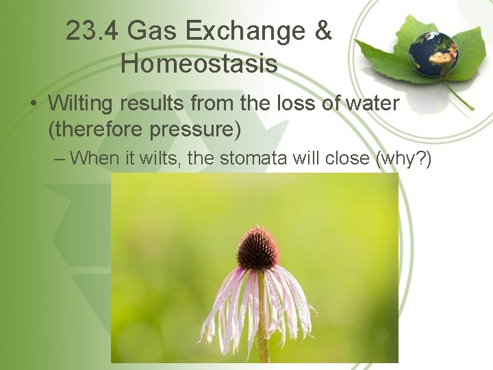 23. 4 Gas Exchange & Homeostasis • Wilting results from the loss of water