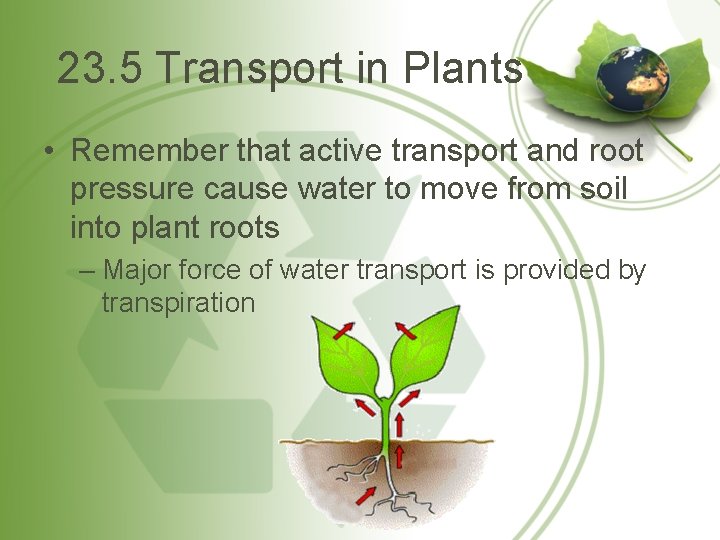 23. 5 Transport in Plants • Remember that active transport and root pressure cause