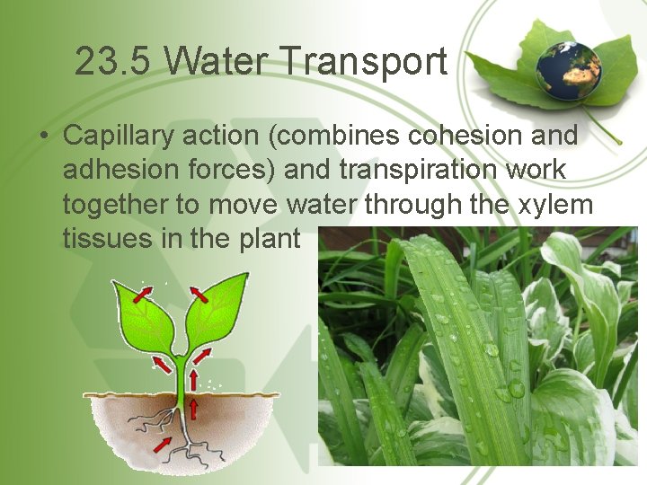 23. 5 Water Transport • Capillary action (combines cohesion and adhesion forces) and transpiration