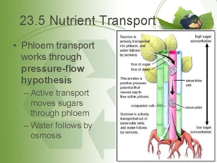 23. 5 Nutrient Transport • Phloem transport works through pressure-flow hypothesis – Active transport