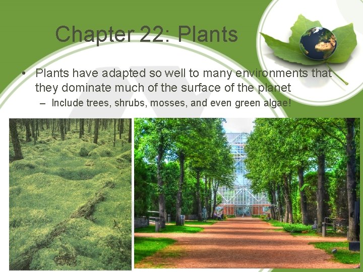 Chapter 22: Plants • Plants have adapted so well to many environments that they