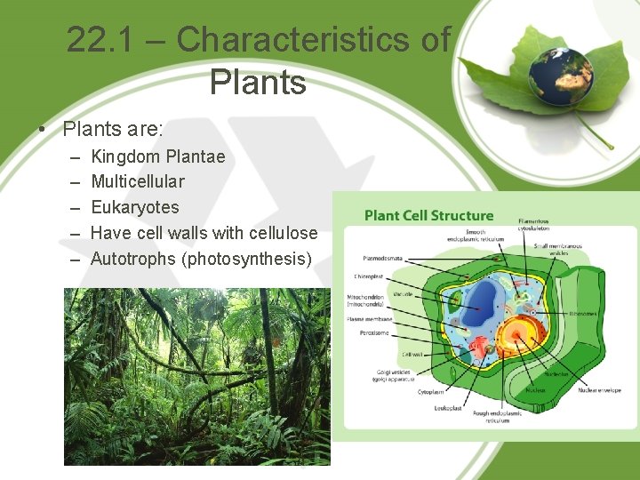 22. 1 – Characteristics of Plants • Plants are: – – – Kingdom Plantae