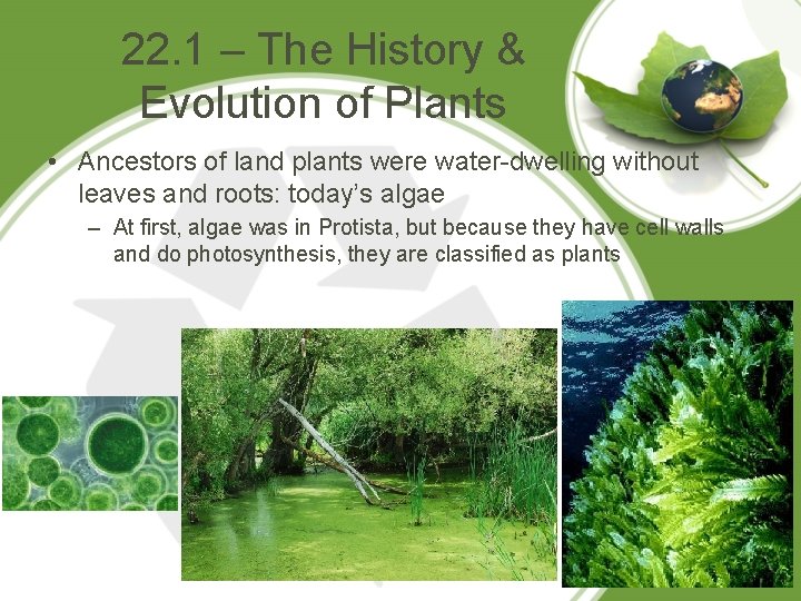 22. 1 – The History & Evolution of Plants • Ancestors of land plants