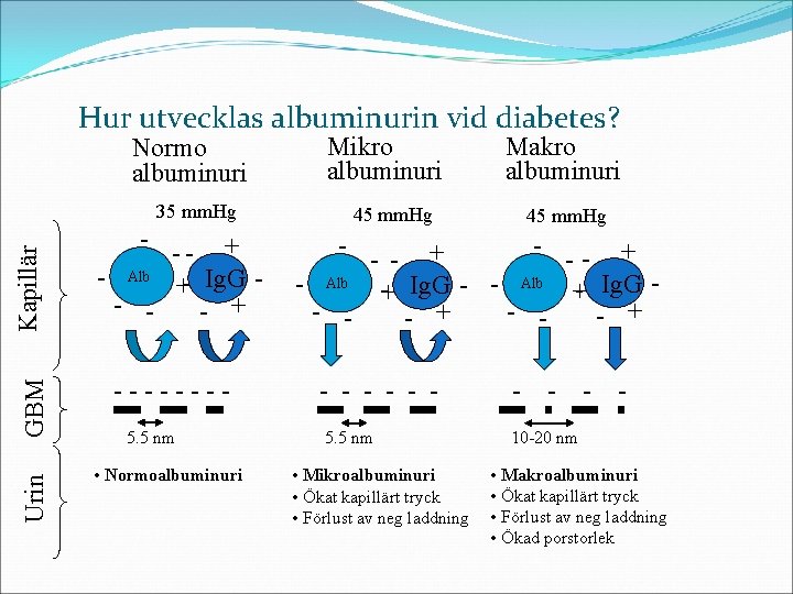 Hur utvecklas albuminurin vid diabetes? Normo albuminuri Mikro albuminuri Urin GBM Kapillär 35 mm.