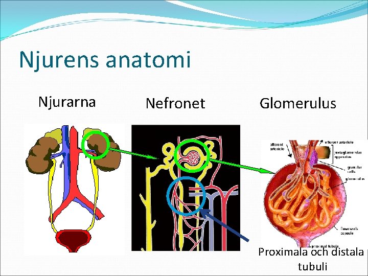 Njurens anatomi Njurarna Nefronet Glomerulus Proximala och distala tubuli 