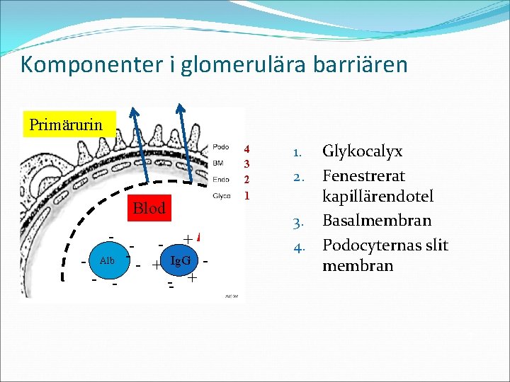Komponenter i glomerulära barriären Primärurin Blod Blo -- -d + - Alb -- -