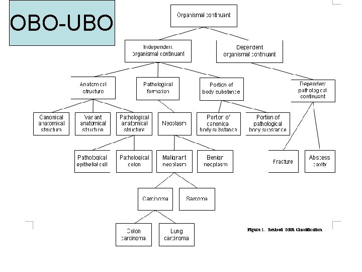 OBO-UBO 