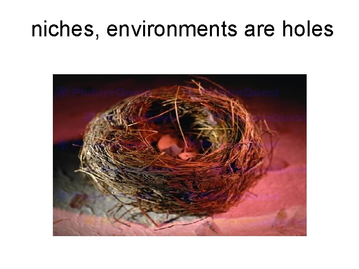 niches, environments are holes 