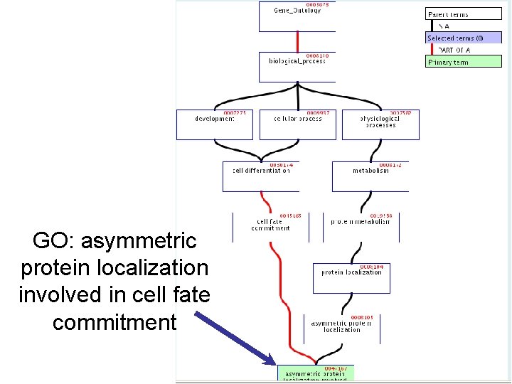 GO: asymmetric protein localization involved in cell fate commitment 