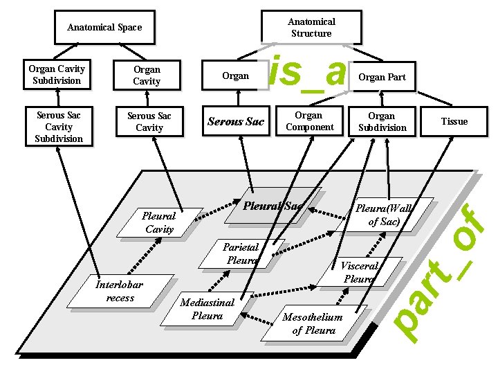 Anatomical Structure Organ Cavity Subdivision Organ Cavity Organ Serous Sac Cavity Subdivision Serous Sac