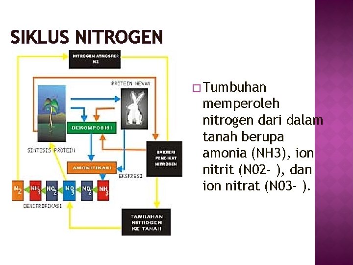 SIKLUS NITROGEN � Tumbuhan memperoleh nitrogen dari dalam tanah berupa amonia (NH 3), ion