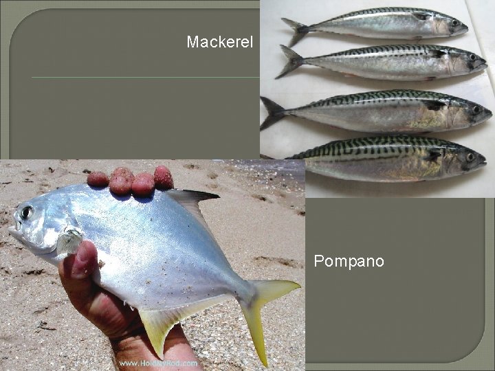 Mackerel Pompano 