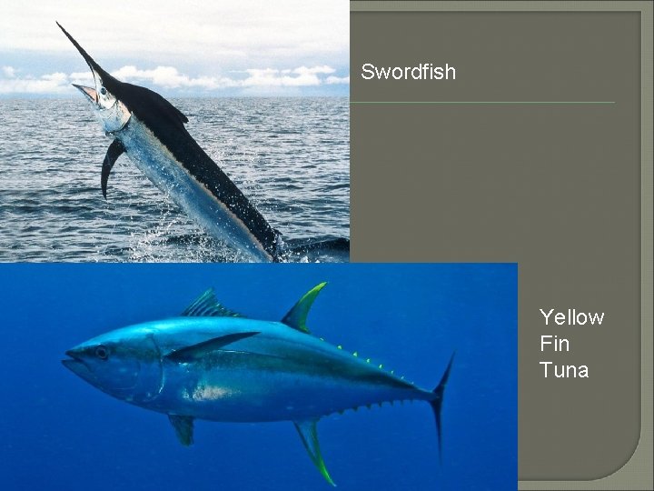 Swordfish Yellow Fin Tuna 