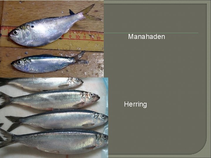 Manahaden Herring 