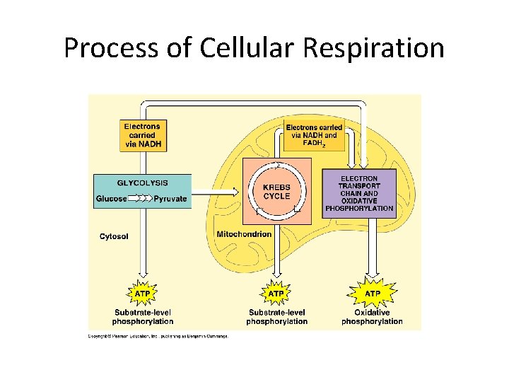 Process of Cellular Respiration 