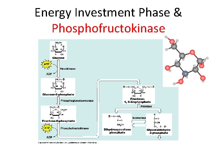 Energy Investment Phase & Phosphofructokinase 