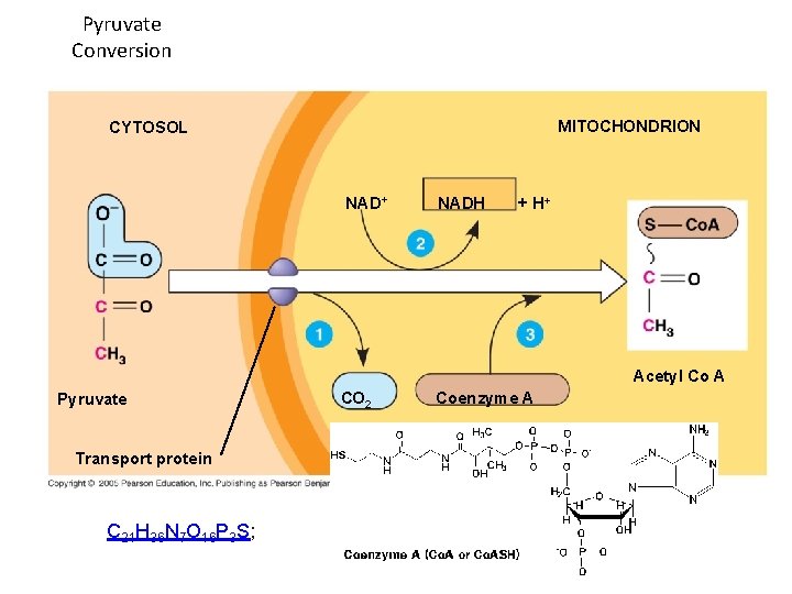 Pyruvate Conversion MITOCHONDRION CYTOSOL NAD+ NADH + H+ Acetyl Co A Pyruvate Transport protein