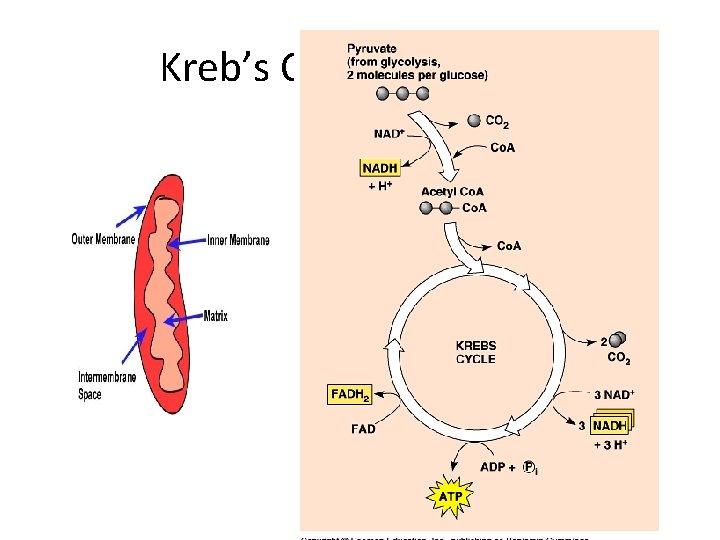 Kreb’s Cycle Simplified 