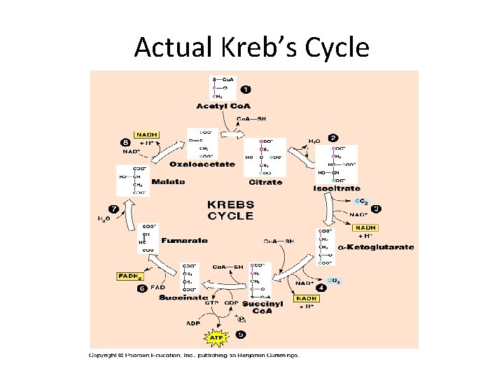 Actual Kreb’s Cycle 