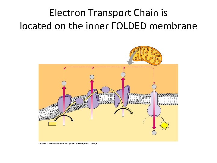Electron Transport Chain is located on the inner FOLDED membrane 