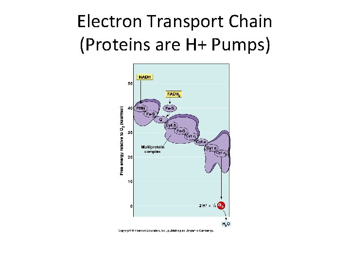 Electron Transport Chain (Proteins are H+ Pumps) 