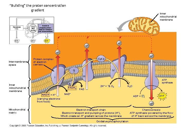 “Building” the proton concentration gradient Glycolysis Citric acid cycle ATP Inner mitochondrial membrane Oxidative