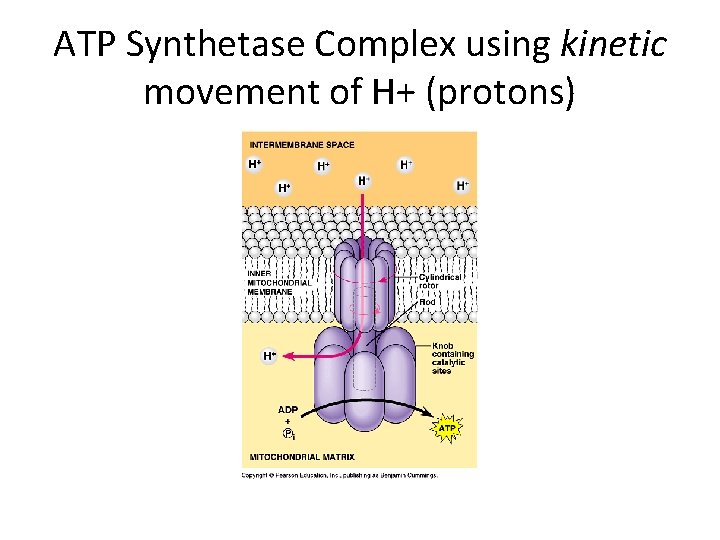 ATP Synthetase Complex using kinetic movement of H+ (protons) 