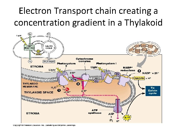Electron Transport chain creating a concentration gradient in a Thylakoid 