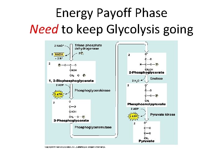 Energy Payoff Phase Need to keep Glycolysis going 